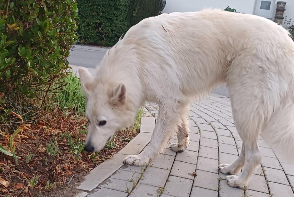 Fundmeldung Hund Unbekannt Chaudfontaine Belgien Fundmeldung Hund Unbekannt Chaudfontaine Belgien