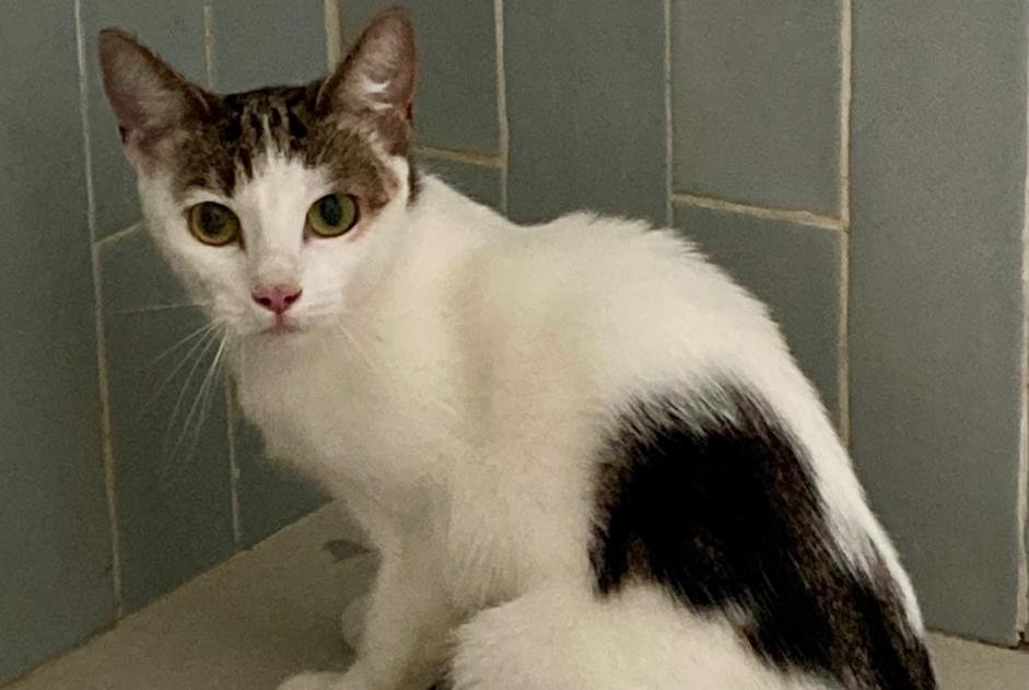 Fundmeldung Katze Unbekannt Berchem-Sainte-Agathe Belgien Fundmeldung Katze Unbekannt Berchem-Sainte-Agathe Belgien