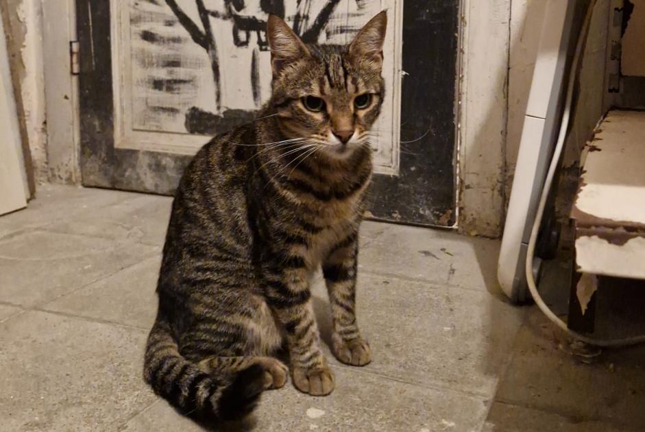 Fundmeldung Katze Weiblich Ixelles Belgien Fundmeldung Katze Weiblich Ixelles Belgien