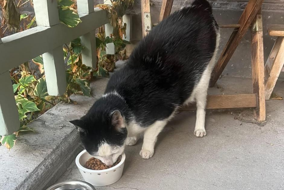 Fundmeldung Katze Unbekannt Verviers Belgien