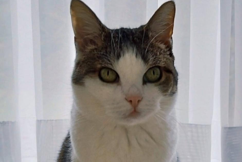 Vermisstmeldung Katze Weiblich , 9 jahre Watermael-Boitsfort Belgien Vermisstmeldung Katze Weiblich , 9 jahre Watermael-Boitsfort Belgien