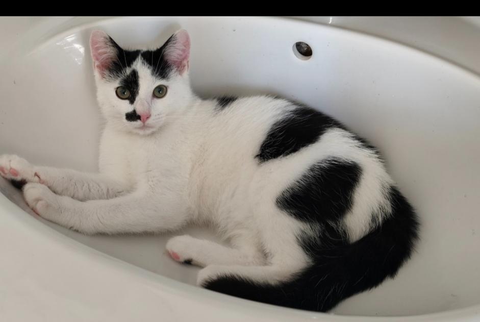 Vermisstmeldung Katze Männliche , 0 jahre Saint-Nicolas Belgien
