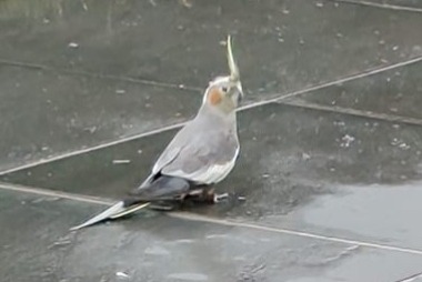 Fundmeldung Vogel Unbekannt Turnhout Belgien