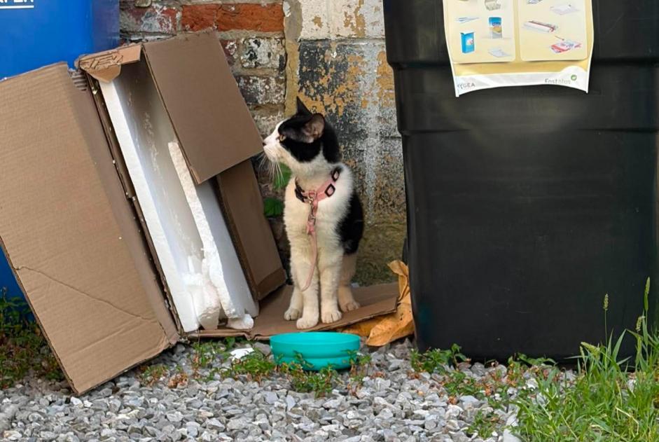 Discovery alert Cat Unknown Mons Belgium Discovery alert Cat Unknown Mons Belgium