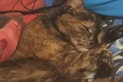 Disappearance alert Cat Female , 8 years Autelhaut Belgium