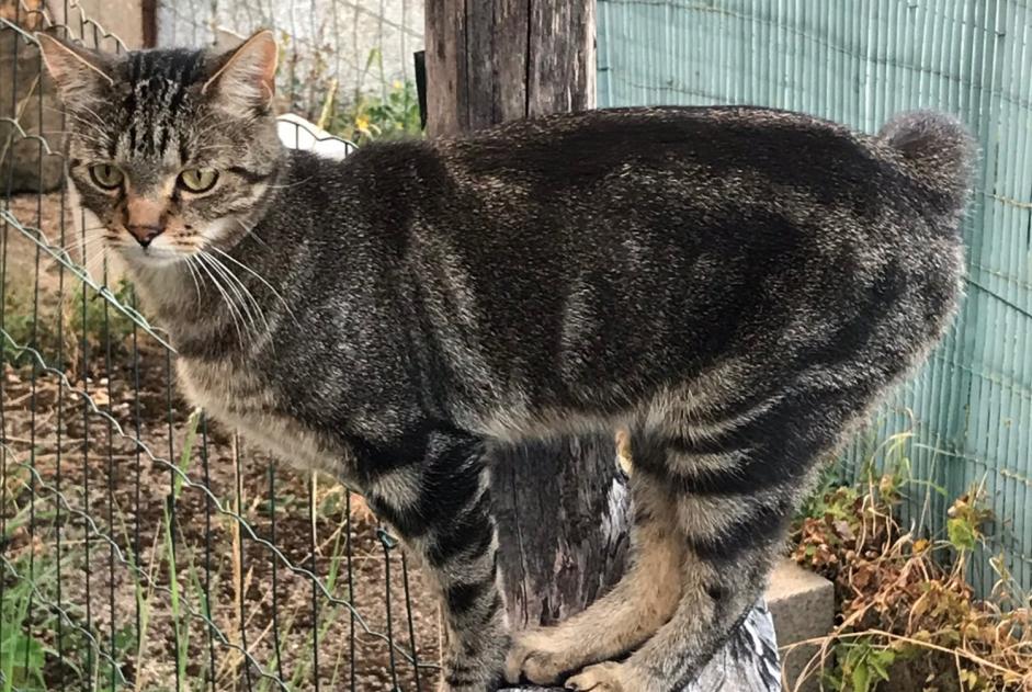 Disappearance alert Cat  Male , 4 years Virton Belgium