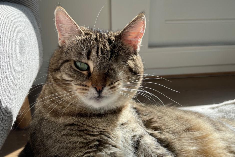 Disappearance alert Cat  Female , 4 years Martelange Belgium
