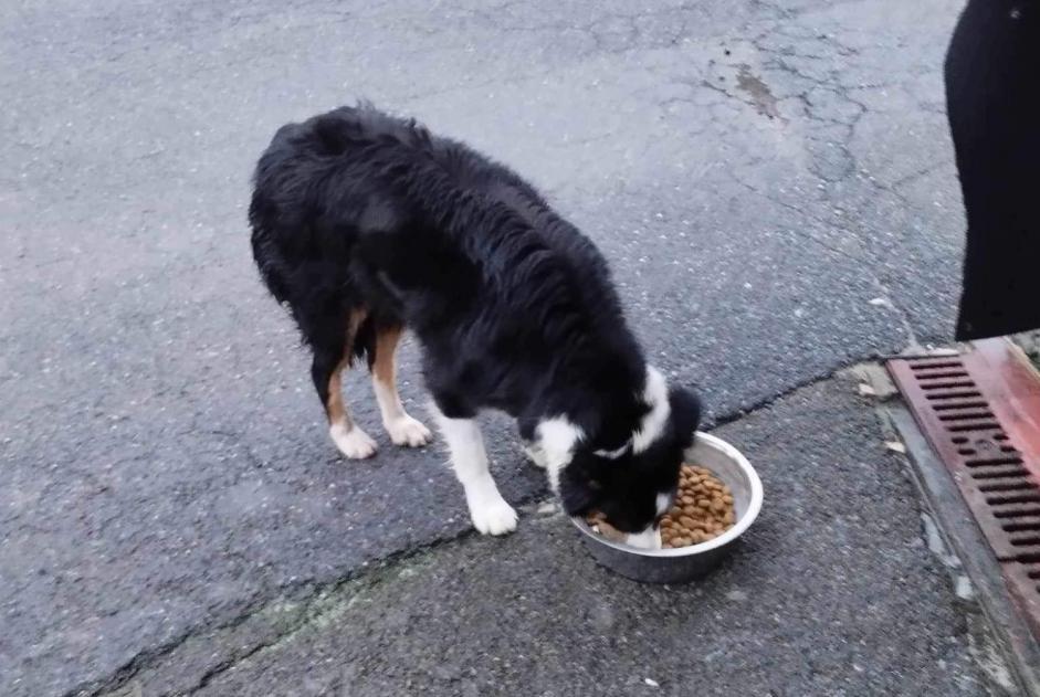 Discovery alert Dog  Female Durbuy Belgium