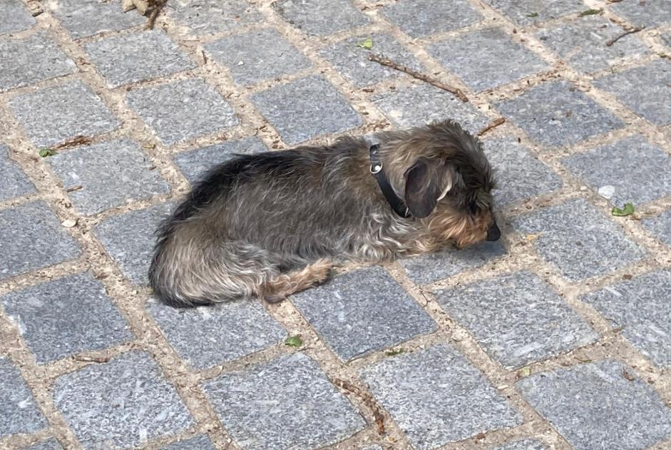 Disappearance alert Dog Male , 18 years Tenneville Belgium Disappearance alert Dog Male , 18 years Tenneville Belgium