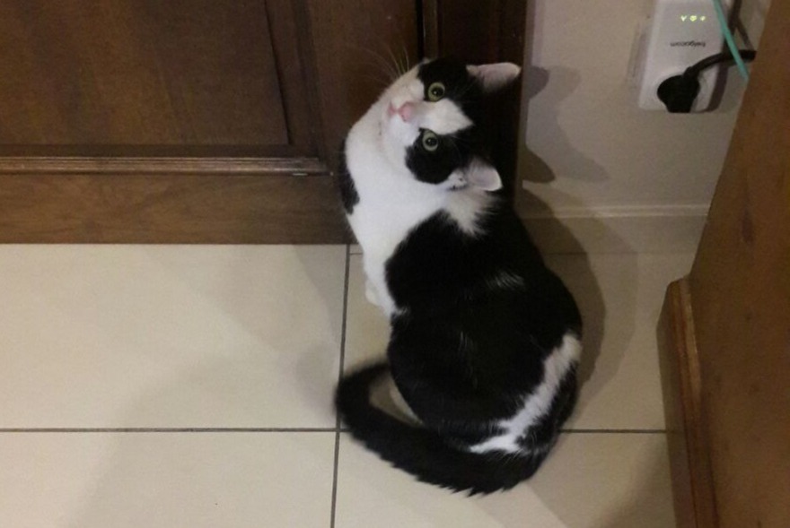 Alerta de Desaparición Gato cruce Macho , 11 años Overijse Bélgica