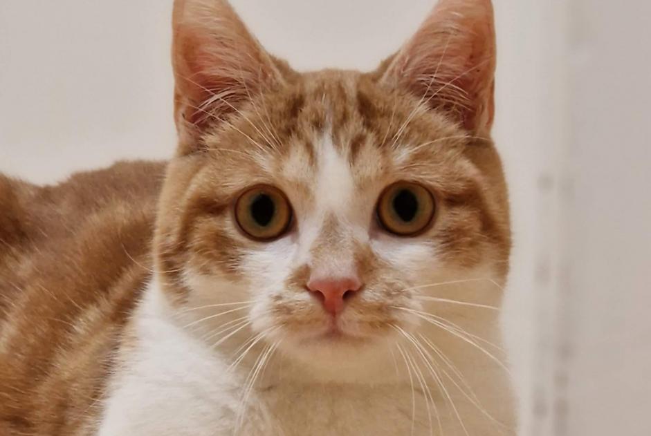 Alerte Disparition Chat Mâle , 2 ans Zaventem Belgique Alerte Disparition Chat Mâle , 2 ans Zaventem Belgique
