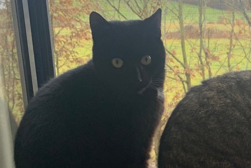 Alerte Disparition Chat Mâle , 2 ans Arlon Belgique