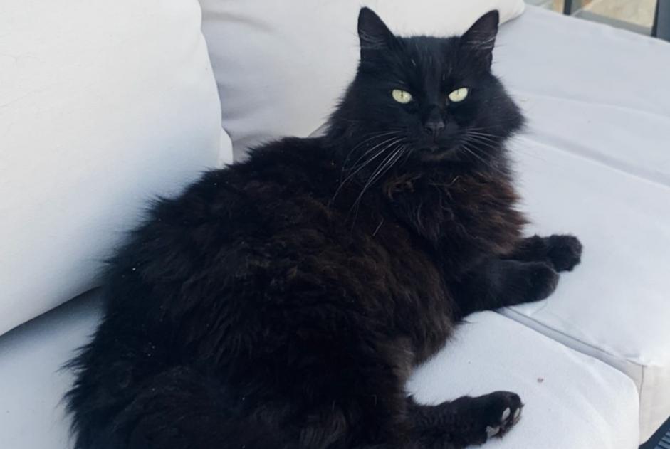 Alerte Disparition Chat Mâle , 14 ans Hotton Belgique Alerte Disparition Chat Mâle , 14 ans Hotton Belgique
