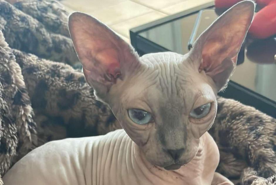 Alerte Disparition Chat Femelle , 6 ans Tintigny Belgique Alerte Disparition Chat Femelle , 6 ans Tintigny Belgique