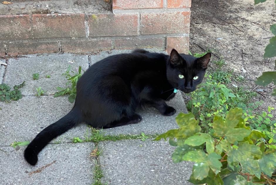 Alerte Découverte Chat croisement Inconnu Jette Belgique Alerte Découverte Chat croisement Inconnu Jette Belgique