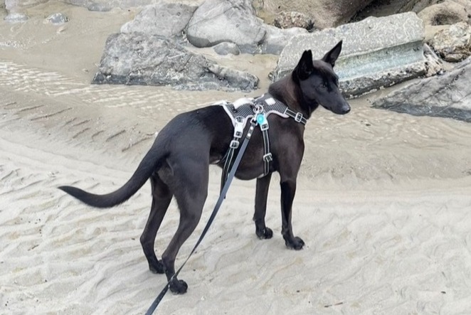 Alerte Disparition Chien croisement Femelle , 2 ans Tournai Belgique Alerte Disparition Chien croisement Femelle , 2 ans Tournai Belgique