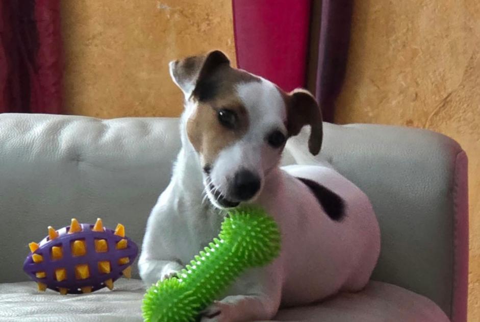 Alerte Disparition Chien Mâle , 2 ans Soumagne Belgique Alerte Disparition Chien Mâle , 2 ans Soumagne Belgique