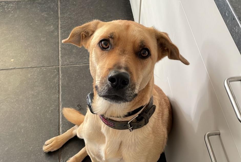 Alerte Disparition Chien croisement Mâle , 3 ans Bocholt Belgique Alerte Disparition Chien croisement Mâle , 3 ans Bocholt Belgique