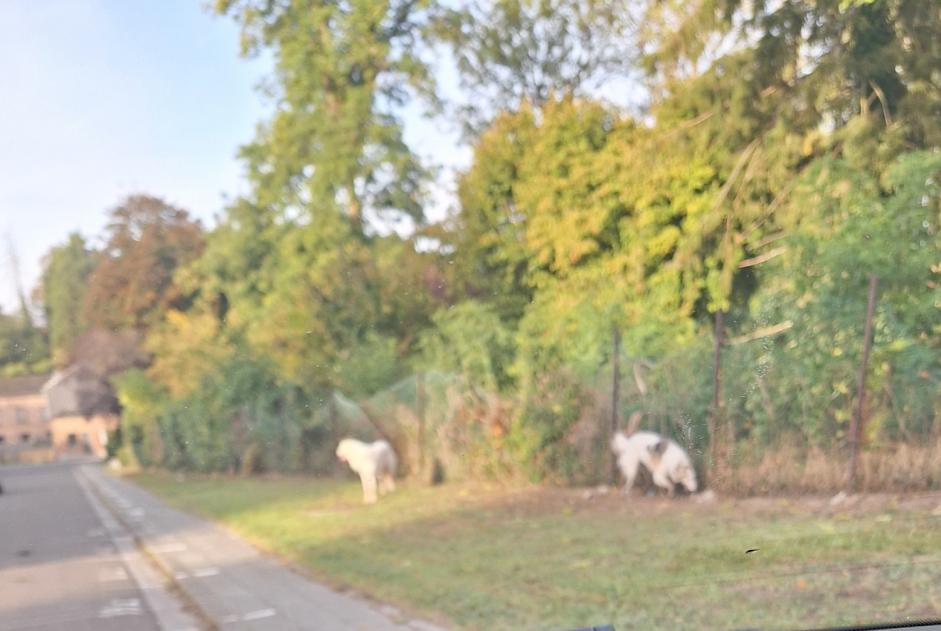 Alerte Découverte Chien Inconnu Courcelles Belgique