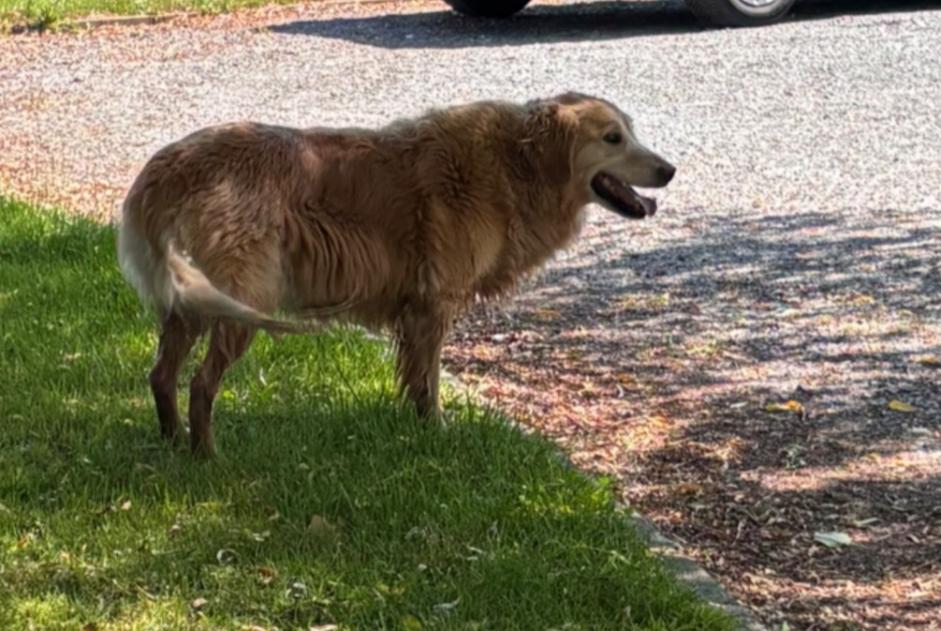 Alerte Découverte Chien  Inconnu Chiny Belgique