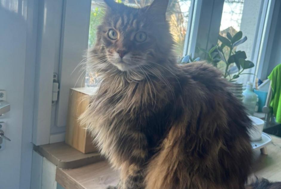 Avviso scomparsa Gatto Femmina , 15 anni Wezembeek-Oppem Belgio Avviso scomparsa Gatto Femmina , 15 anni Wezembeek-Oppem Belgio