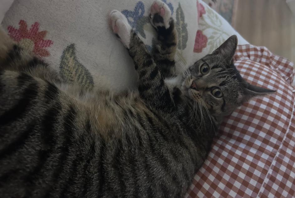 Avviso scomparsa Gatto Maschio , 1 anni Verviers Belgio