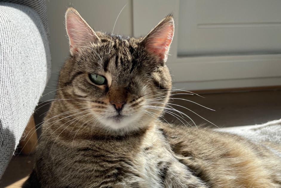 Avviso scomparsa Gatto  Femmina , 4 anni Martelange Belgio