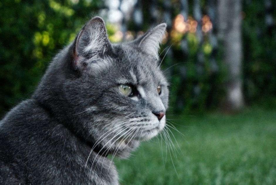 Avviso scomparsa Gatto Femmina , 9 anni Aubange Belgio