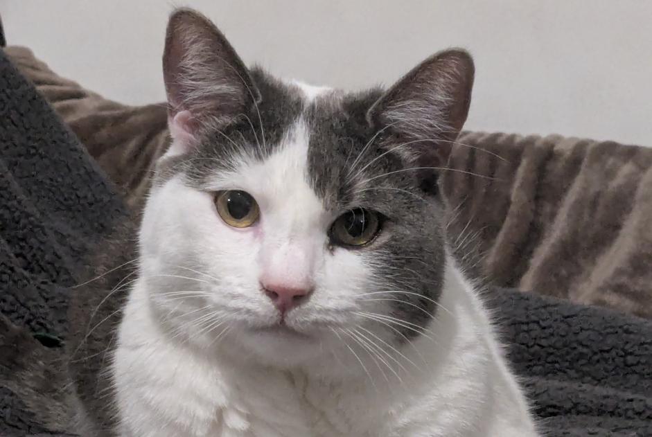Avviso scomparsa Gatto  Maschio , 3 anni Tenneville Belgio