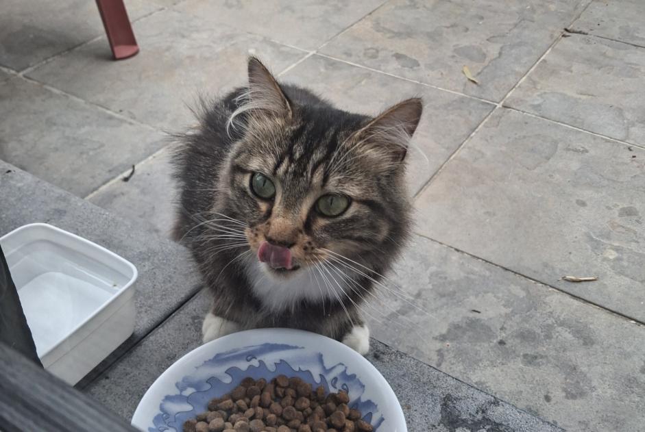 Avviso Ritrovamento Gatto Non conosciuta Neufchâteau Belgio Avviso Ritrovamento Gatto Non conosciuta Neufchâteau Belgio