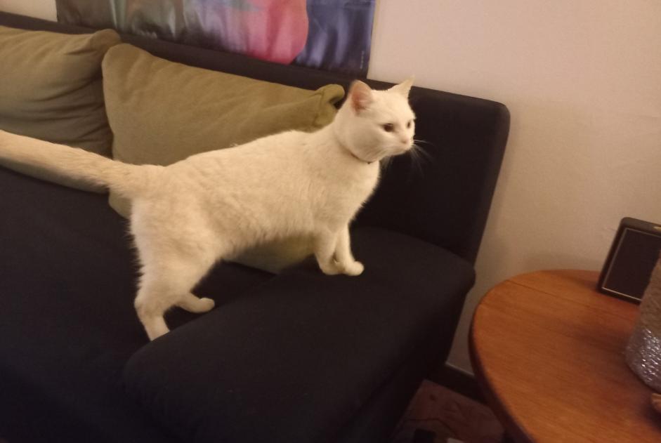 Ontdekkingsalarm Kat Vrouwtje Arlon België