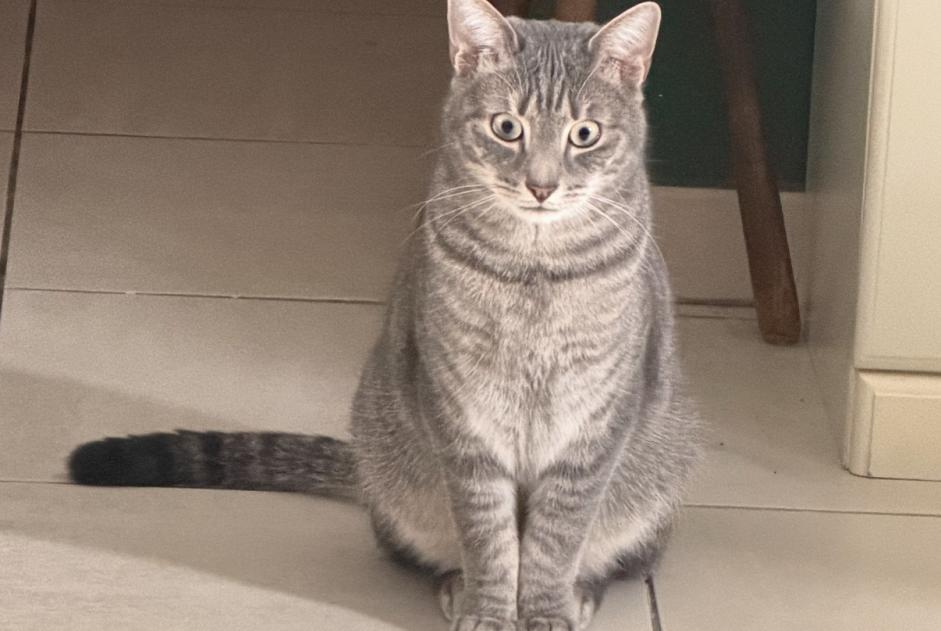 Alerta desaparecimento Gato Macho , 3 anos Braine-le-Comte Belgium